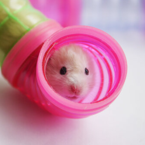 Hamster hiding bedding in his tube