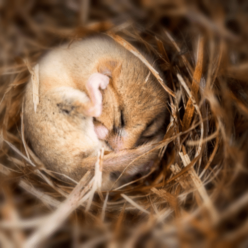 hamster hibernating