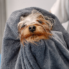 dogs shiver after a bath wrapped in a towel