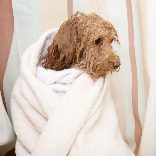 how long do dogs shiver after a bath