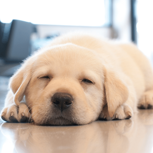 mr sleepy puppy 2 