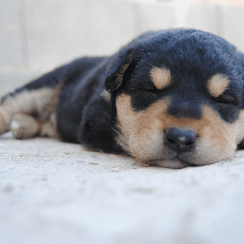 puppy sleeping and not eating much