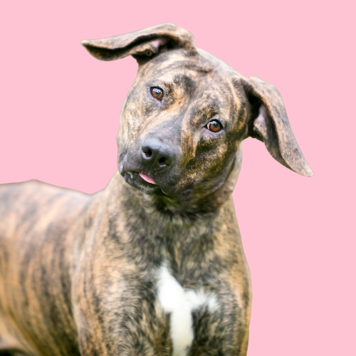 misconceptions about brindle dogs