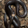 white crowned snake picture