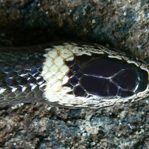 white crowned snake featured image