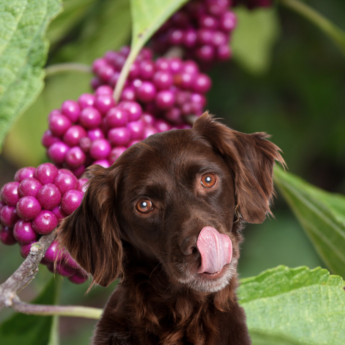 are beautyberries poisonous for dogs