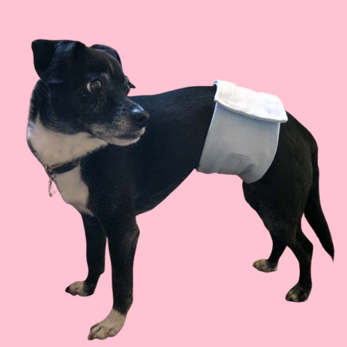 dogs with a belly band