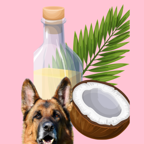 can you leave coconut oil on a dogs coat over night