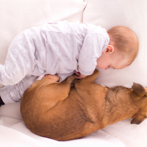 dogs and babies why are dogs so gentle