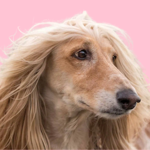 afghan hound with long hair on its ears