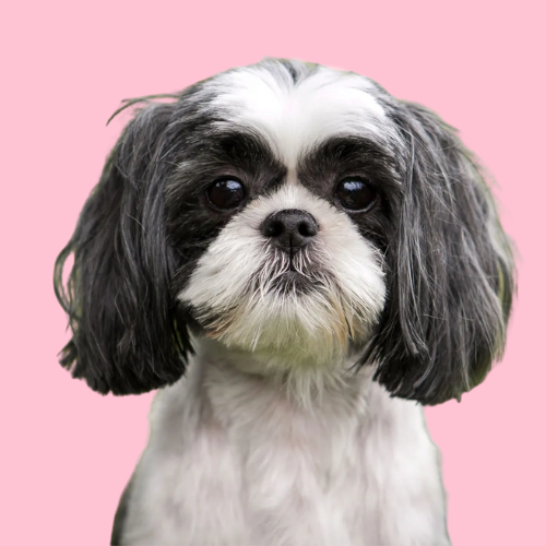 maltese dog with long hair on its ears