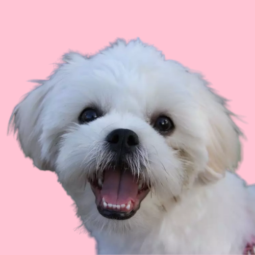 maltese dog with long hair on ears