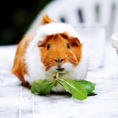 Why is your guinea pig not eating or drinking?
