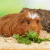 Why is your guinea pig not eating or drinking?