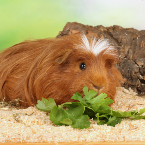 Why is your guinea pig not eating or drinking?