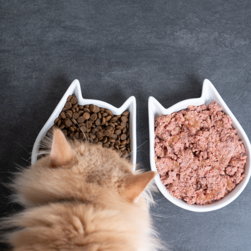 Discover why your cat may only want to eat wet food