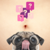 why do dogs lick belly buttons