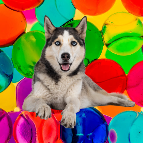 dog with orbeez background