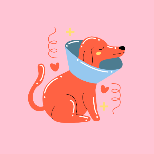 happy dog wearing cone