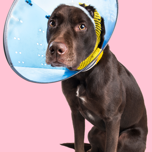 cute dog wearing a cone looking sad