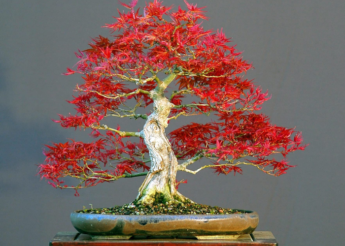 non-toxic bonsai tree