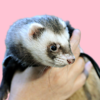 Discover the importance of providing safe, clean water for your ferret, the potential risks of tap water, and how to ensure proper hydration for a healthy, happy pet.