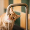 can cats drink tap water