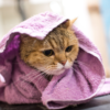 why does my cat pee on towels?
