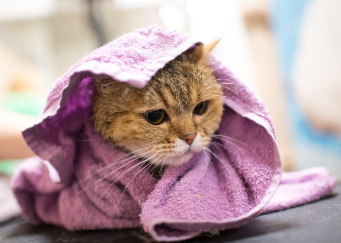 why does my cat pee on towels?