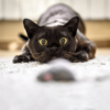 Cat chewing Carpet Fibers