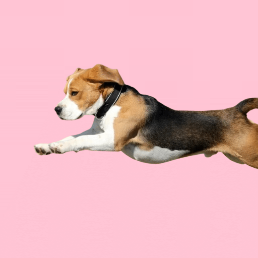 hyper beagle
