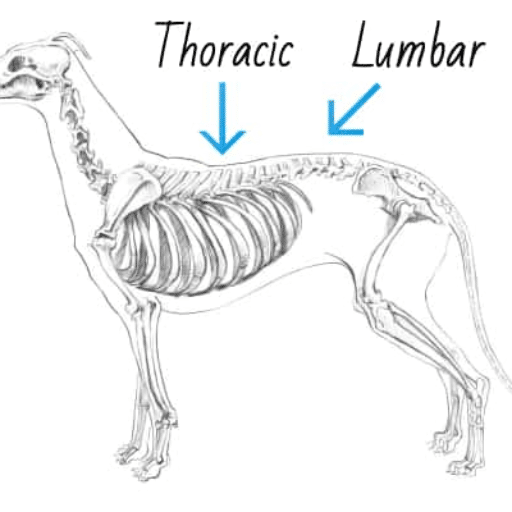 dog back diagram