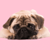 why are pugs so emotional