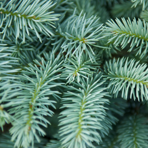 Conifers for dogs