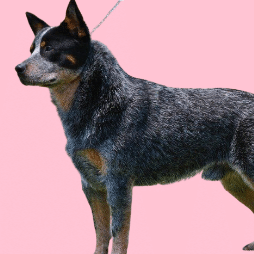 Do blue heelers have a double coat?