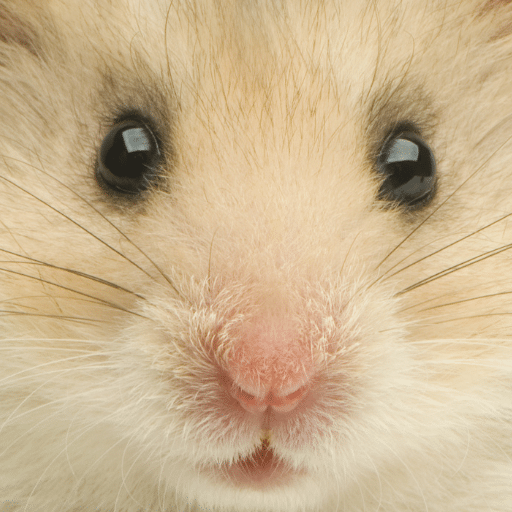 Blindness in hamsters