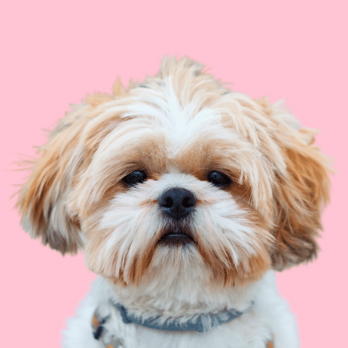 signs your shih tzu is dying