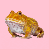 packman frog